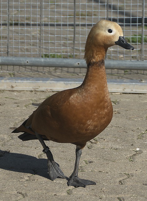 尤其是在缴